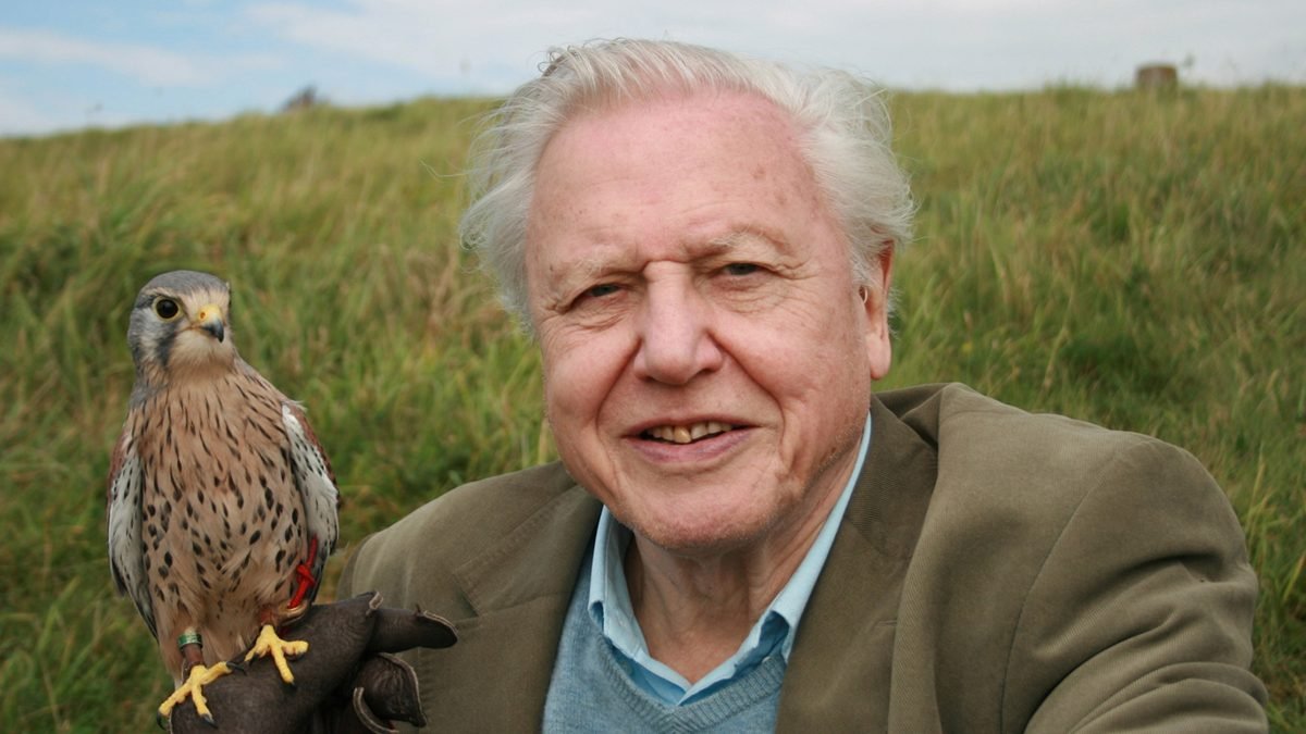David Attenborough Profil Resmi