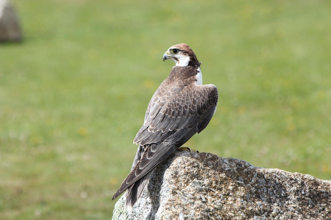 Falcão Fotoğrafı - 1