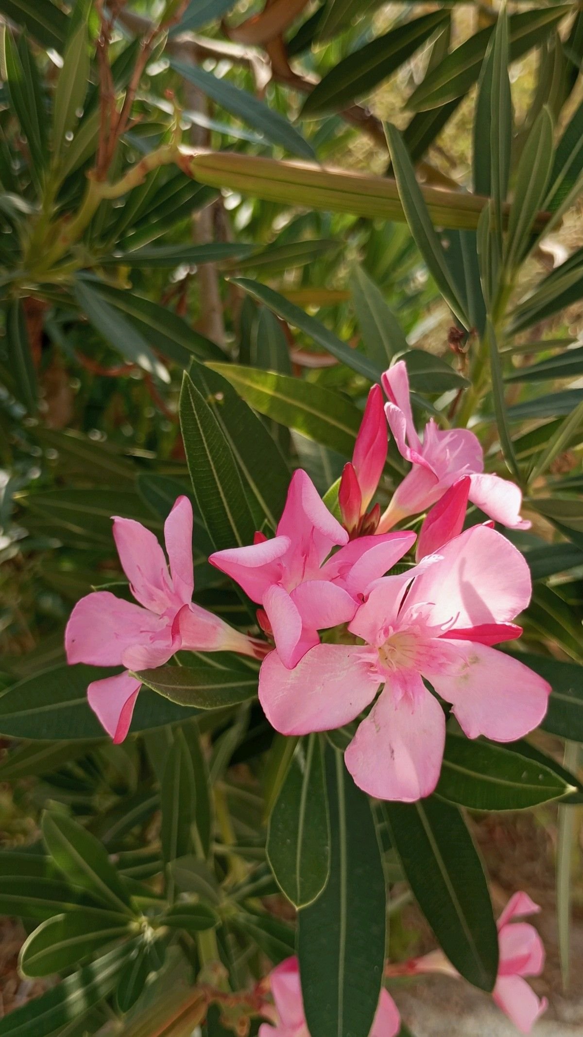 Zakkum Fotoğrafı - 5